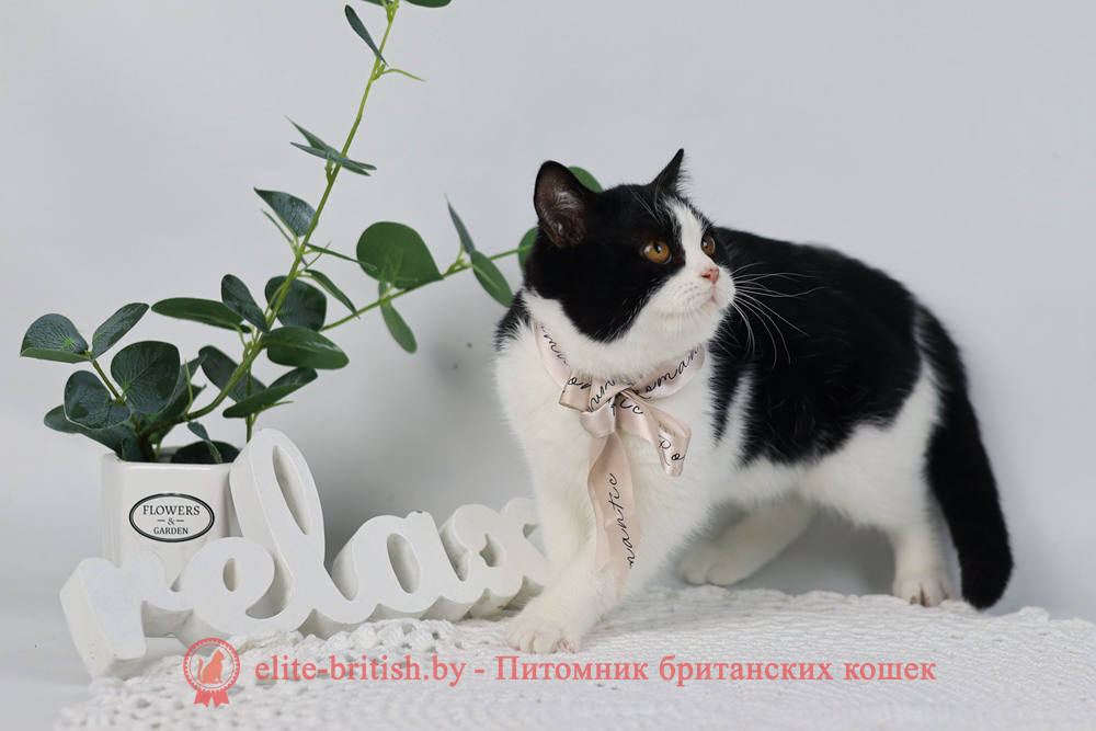Британские котята черного биколор окраса, девочка Milka (Милка), помет от 6.06.2024 черный биколор британец, черный биколор британский котенок, биколор британская кошка, кот британский биколор, британский котенок биколор, черный биколор британец, биколор британец, британские котята биколор фото, британцы биколор фото, черный британский кот, рыжий британец фото, рыжие британские котята фото, британский кот черный фото, черный британец, британские рыжие котята, черный британец кот, британская кошка рыжая, котята британцы черный фото, британцы черный окраса, котенок черный британец