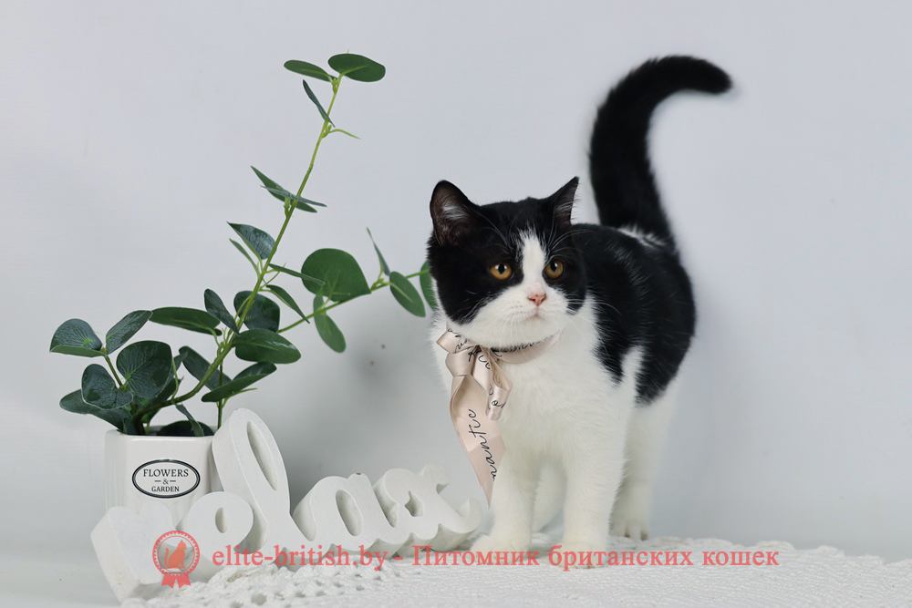 Британские котята черного биколор окраса, девочка Milka (Милка), помет от 6.06.2024 черный биколор британец, черный биколор британский котенок, биколор британская кошка, кот британский биколор, британский котенок биколор, черный биколор британец, биколор британец, британские котята биколор фото, британцы биколор фото, черный британский кот, рыжий британец фото, рыжие британские котята фото, британский кот черный фото, черный британец, британские рыжие котята, черный британец кот, британская кошка рыжая, котята британцы черный фото, британцы черный окраса, котенок черный британец