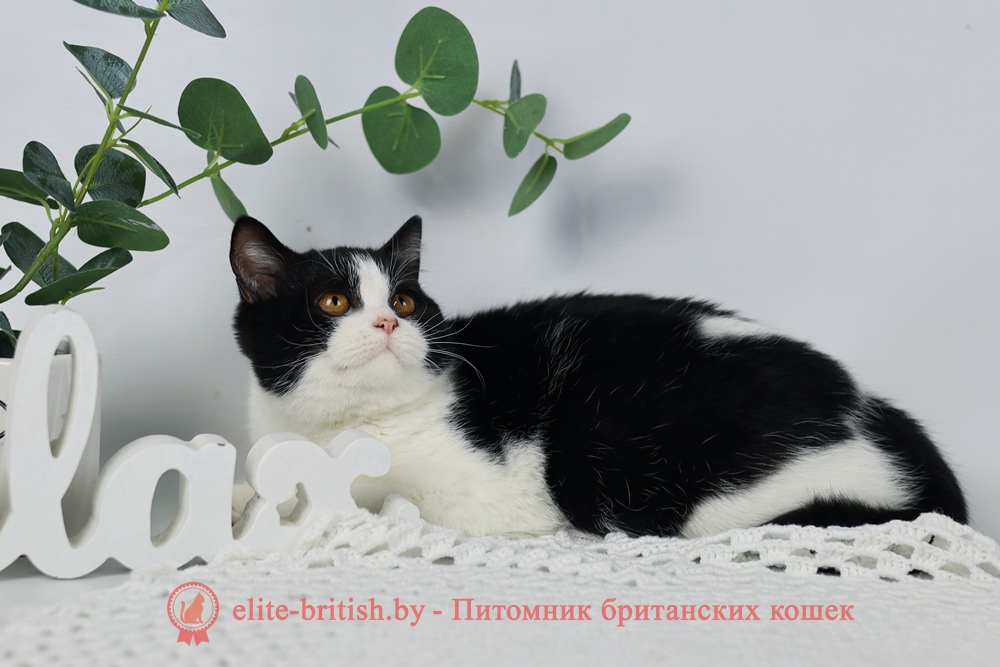 Британские котята черного биколор окраса, девочка Milka (Милка), помет от 6.06.2024 черный биколор британец, черный биколор британский котенок, биколор британская кошка, кот британский биколор, британский котенок биколор, черный биколор британец, биколор британец, британские котята биколор фото, британцы биколор фото, черный британский кот, рыжий британец фото, рыжие британские котята фото, британский кот черный фото, черный британец, британские рыжие котята, черный британец кот, британская кошка рыжая, котята британцы черный фото, британцы черный окраса, котенок черный британец