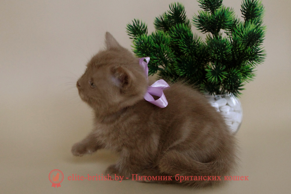 Шотландские котята циннамон окраса, мальчик Baron (Барон), помет от 3.10.2024 циннамон шотландская кошка, кот шотландский циннамон , шотландский котенок циннамон , циннамон шотландский, шотландские котята циннамон фото, скоттиш циннамон фото, циннамон скоттиш страйт кошка