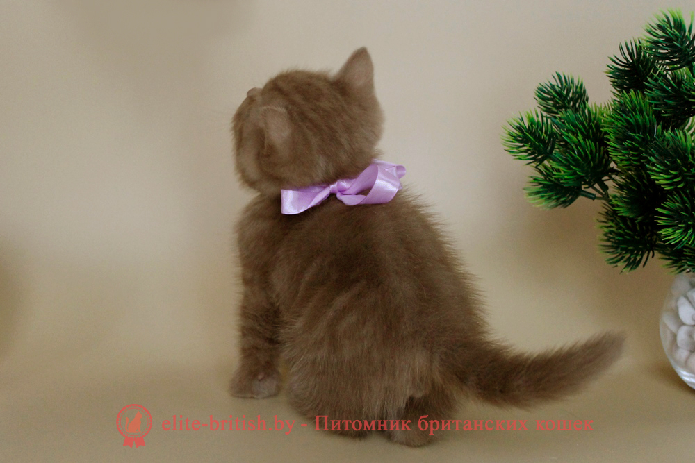Шотландские котята циннамон окраса, мальчик Baron (Барон), помет от 3.10.2024 циннамон шотландская кошка, кот шотландский циннамон , шотландский котенок циннамон , циннамон шотландский, шотландские котята циннамон фото, скоттиш циннамон фото, циннамон скоттиш страйт кошка