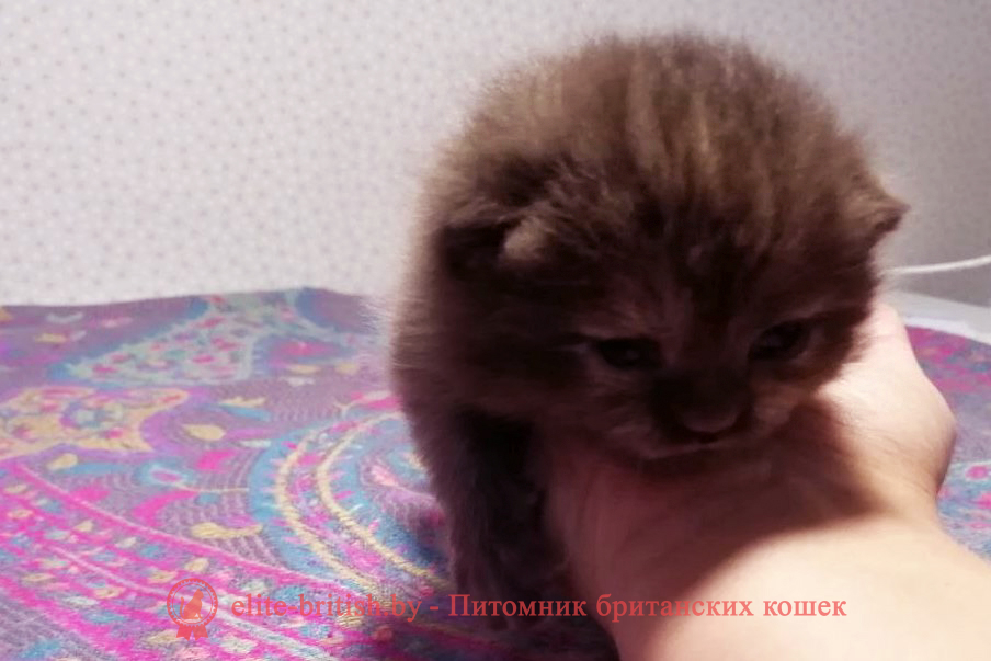 Британский котенок шоколадного черепахового окраса, девочка Elza (Эльза), помет от 27.10.2024 шоколадные британцы фото, британские кошки шоколадного окраса фото, британские шоколадные котята фото, британские кошки шоколадный окрас, шоколадный британец, британская шоколадная кошка фото, британский шоколадный кот фото, купить британского котенка шоколадного окраса, котенок британец шоколадный