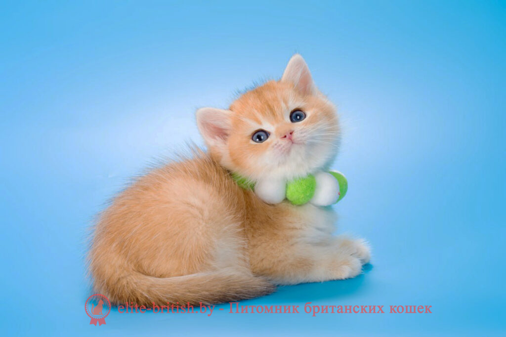 золотой британец, британская кошка золотая шиншилла, британский кот шиншилла золотая, золотой тикированный британец, британец золотая шиншилла, британец золотистый, котята британские окрас золотая шиншилла, британская кошка золотая шиншилла фото, британец окрас золотая шиншилла фото, британский золотой котенок, британская золотая кошка, британские котята золотая шиншилла, британский золотистый кот, кот золотой британец, британцы окрас золотой, британцы окрас золотая шиншилла, котята британцы золотая шиншилла, золотистые британские котята, британские котята золотого окраса, британцы золотая шиншилла фото, золотой окрас британских кошек, британцы золотого окраса, британские котята золотого окраса, британец окрас золотая шиншилла, британские котята окраса золотая шиншилла, питомник британских кошек золотых окрасов, британец окрас золотая шиншилла фото, затушеванный британец