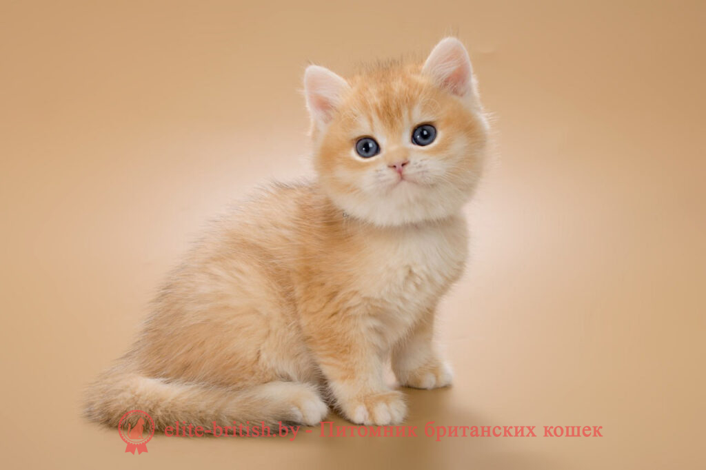 Британский котенок золотая шиншилла окраса, мальчик Fedor (Федор), помет от 3.11.2024 золотой британец, британская кошка золотая шиншилла, британский кот шиншилла золотая, золотой тикированный британец, британец золотая шиншилла, британец золотистый, котята британские окрас золотая шиншилла, британская кошка золотая шиншилла фото, британец окрас золотая шиншилла фото, британский золотой котенок, британская золотая кошка, британские котята золотая шиншилла, британский золотистый кот, кот золотой британец, британцы окрас золотой, британцы окрас золотая шиншилла, котята британцы золотая шиншилла, золотистые британские котята, британские котята золотого окраса, британцы золотая шиншилла фото, золотой окрас британских кошек, британцы золотого окраса, британские котята золотого окраса, британец окрас золотая шиншилла, британские котята окраса золотая шиншилла, питомник британских кошек золотых окрасов, британец окрас золотая шиншилла фото, затушеванный британец