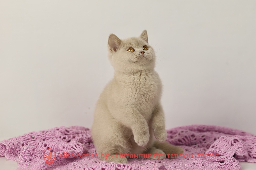 Британский котенок фавн окраса, девочка Queenie (Квини), помет от 16.06.2024 британская кошка фавн, британский кот фавн, британцы фавн, окрас фавн британских кошек, британская кошка фавн, британский кот фавн, британцы фавн, окрас фавн британских кошек, ЦИННАМОН британский короткошерстный котенок цвета корицы, британские котята цвета корицы, британский короткошерстный котенок цвета корицы