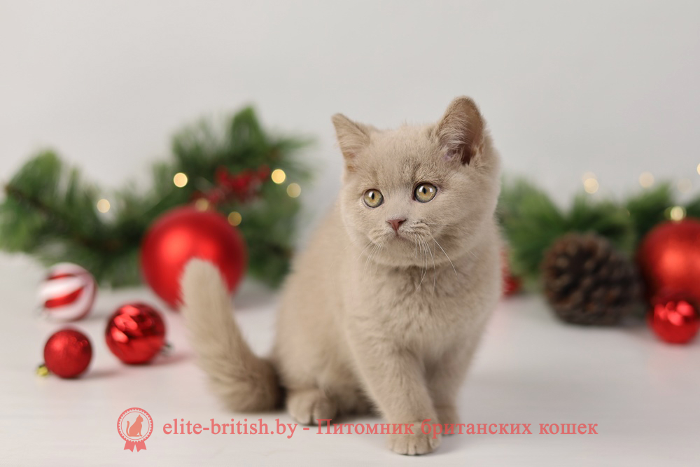 Британский котенок фавн окраса, девочка Queenie (Квини), помет от 16.06.2024 британская кошка фавн, британский кот фавн, британцы фавн, окрас фавн британских кошек, британская кошка фавн, британский кот фавн, британцы фавн, окрас фавн британских кошек, ЦИННАМОН британский короткошерстный котенок цвета корицы, британские котята цвета корицы, британский короткошерстный котенок цвета корицы