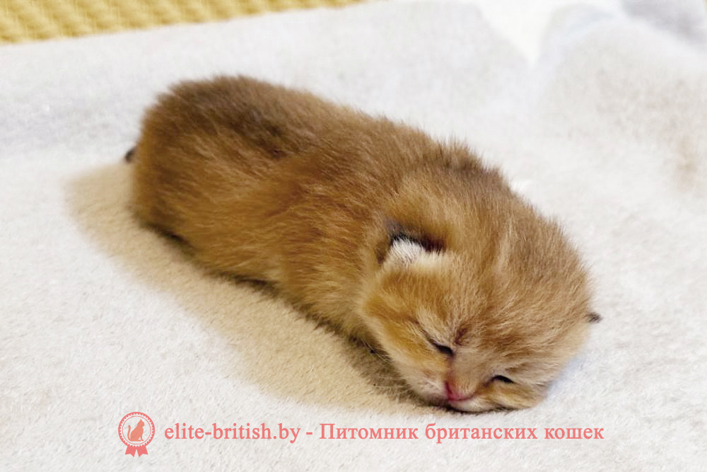Британские котята золотого окраса, мальчик Xavier (Ксавьер), помет от 7.12.2024 золотой британец, британская кошка золотая шиншилла, британский кот шиншилла золотая, золотой тикированный британец, британец золотая шиншилла, британец золотистый, котята британские окрас золотая шиншилла, британская кошка золотая шиншилла фото, британец окрас золотая шиншилла фото, британский золотой котенок, британская золотая кошка, британские котята золотая шиншилла, британский золотистый кот, кот золотой британец, британцы окрас золотой, британцы окрас золотая шиншилла, котята британцы золотая шиншилла, золотистые британские котята, британские котята золотого окраса, британцы золотая шиншилла фото, золотой окрас британских кошек, британцы золотого окраса, британские котята золотого окраса, британец окрас золотая шиншилла, британские котята окраса золотая шиншилла, питомник британских кошек золотых окрасов, британец окрас золотая шиншилла фото, затушеванный британец
