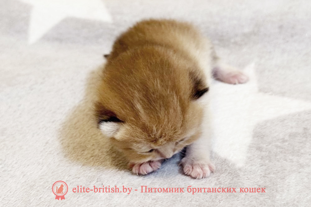 Британские котята золотого окраса, мальчик Xavier (Ксавьер), помет от 7.12.2024 золотой британец, британская кошка золотая шиншилла, британский кот шиншилла золотая, золотой тикированный британец, британец золотая шиншилла, британец золотистый, котята британские окрас золотая шиншилла, британская кошка золотая шиншилла фото, британец окрас золотая шиншилла фото, британский золотой котенок, британская золотая кошка, британские котята золотая шиншилла, британский золотистый кот, кот золотой британец, британцы окрас золотой, британцы окрас золотая шиншилла, котята британцы золотая шиншилла, золотистые британские котята, британские котята золотого окраса, британцы золотая шиншилла фото, золотой окрас британских кошек, британцы золотого окраса, британские котята золотого окраса, британец окрас золотая шиншилла, британские котята окраса золотая шиншилла, питомник британских кошек золотых окрасов, британец окрас золотая шиншилла фото, затушеванный британец