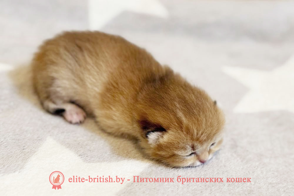 Британские котята золотого окраса, мальчик Xavier (Ксавьер), помет от 7.12.2024 золотой британец, британская кошка золотая шиншилла, британский кот шиншилла золотая, золотой тикированный британец, британец золотая шиншилла, британец золотистый, котята британские окрас золотая шиншилла, британская кошка золотая шиншилла фото, британец окрас золотая шиншилла фото, британский золотой котенок, британская золотая кошка, британские котята золотая шиншилла, британский золотистый кот, кот золотой британец, британцы окрас золотой, британцы окрас золотая шиншилла, котята британцы золотая шиншилла, золотистые британские котята, британские котята золотого окраса, британцы золотая шиншилла фото, золотой окрас британских кошек, британцы золотого окраса, британские котята золотого окраса, британец окрас золотая шиншилла, британские котята окраса золотая шиншилла, питомник британских кошек золотых окрасов, британец окрас золотая шиншилла фото, затушеванный британец