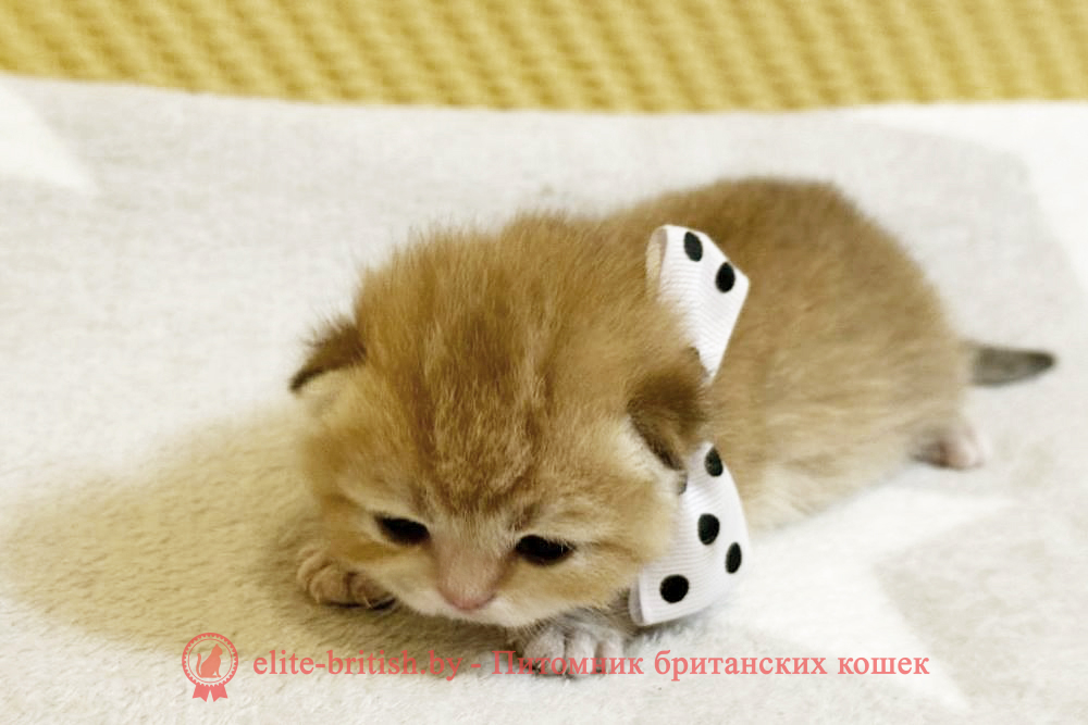 Британские котята золотого окраса, мальчик Xander (Ксандер), помет от 7.12.2024 золотой британец, британская кошка золотая шиншилла, британский кот шиншилла золотая, золотой тикированный британец, британец золотая шиншилла, британец золотистый, котята британские окрас золотая шиншилла, британская кошка золотая шиншилла фото, британец окрас золотая шиншилла фото, британский золотой котенок, британская золотая кошка, британские котята золотая шиншилла, британский золотистый кот, кот золотой британец, британцы окрас золотой, британцы окрас золотая шиншилла, котята британцы золотая шиншилла, золотистые британские котята, британские котята золотого окраса, британцы золотая шиншилла фото, золотой окрас британских кошек, британцы золотого окраса, британские котята золотого окраса, британец окрас золотая шиншилла, британские котята окраса золотая шиншилла, питомник британских кошек золотых окрасов, британец окрас золотая шиншилла фото, затушеванный британец