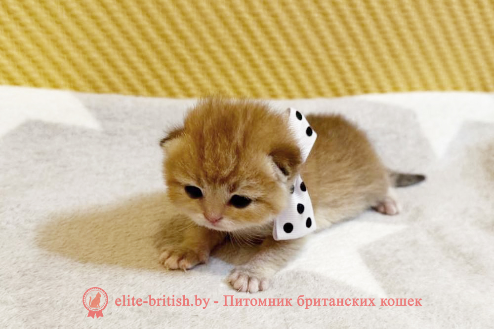 Британские котята золотого окраса, мальчик Xander (Ксандер), помет от 7.12.2024 золотой британец, британская кошка золотая шиншилла, британский кот шиншилла золотая, золотой тикированный британец, британец золотая шиншилла, британец золотистый, котята британские окрас золотая шиншилла, британская кошка золотая шиншилла фото, британец окрас золотая шиншилла фото, британский золотой котенок, британская золотая кошка, британские котята золотая шиншилла, британский золотистый кот, кот золотой британец, британцы окрас золотой, британцы окрас золотая шиншилла, котята британцы золотая шиншилла, золотистые британские котята, британские котята золотого окраса, британцы золотая шиншилла фото, золотой окрас британских кошек, британцы золотого окраса, британские котята золотого окраса, британец окрас золотая шиншилла, британские котята окраса золотая шиншилла, питомник британских кошек золотых окрасов, британец окрас золотая шиншилла фото, затушеванный британец