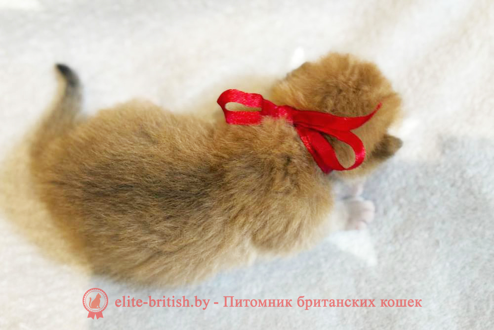 Британские котята золотого окраса, мальчик Xander (Ксандер), помет от 7.12.2024 золотой британец, британская кошка золотая шиншилла, британский кот шиншилла золотая, золотой тикированный британец, британец золотая шиншилла, британец золотистый, котята британские окрас золотая шиншилла, британская кошка золотая шиншилла фото, британец окрас золотая шиншилла фото, британский золотой котенок, британская золотая кошка, британские котята золотая шиншилла, британский золотистый кот, кот золотой британец, британцы окрас золотой, британцы окрас золотая шиншилла, котята британцы золотая шиншилла, золотистые британские котята, британские котята золотого окраса, британцы золотая шиншилла фото, золотой окрас британских кошек, британцы золотого окраса, британские котята золотого окраса, британец окрас золотая шиншилла, британские котята окраса золотая шиншилла, питомник британских кошек золотых окрасов, британец окрас золотая шиншилла фото, затушеванный британец