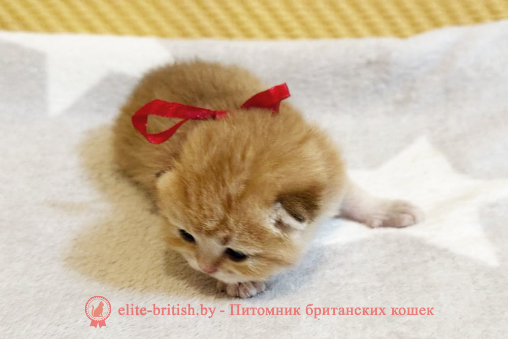 Британские котята золотого окраса, мальчик Xander (Ксандер), помет от 7.12.2024 золотой британец, британская кошка золотая шиншилла, британский кот шиншилла золотая, золотой тикированный британец, британец золотая шиншилла, британец золотистый, котята британские окрас золотая шиншилла, британская кошка золотая шиншилла фото, британец окрас золотая шиншилла фото, британский золотой котенок, британская золотая кошка, британские котята золотая шиншилла, британский золотистый кот, кот золотой британец, британцы окрас золотой, британцы окрас золотая шиншилла, котята британцы золотая шиншилла, золотистые британские котята, британские котята золотого окраса, британцы золотая шиншилла фото, золотой окрас британских кошек, британцы золотого окраса, британские котята золотого окраса, британец окрас золотая шиншилла, британские котята окраса золотая шиншилла, питомник британских кошек золотых окрасов, британец окрас золотая шиншилла фото, затушеванный британец