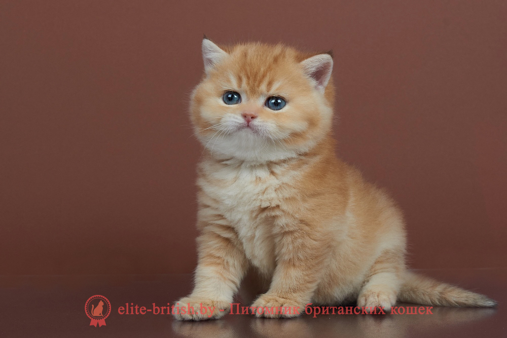 Британский котенок золотая шиншилла окраса, мальчик Theodore (Теодор), помет от 2.12.2024 золотой британец, британская кошка золотая шиншилла, британский кот шиншилла золотая, золотой тикированный британец, британец золотая шиншилла, британец золотистый, котята британские окрас золотая шиншилла, британская кошка золотая шиншилла фото, британец окрас золотая шиншилла фото, британский золотой котенок, британская золотая кошка, британские котята золотая шиншилла, британский золотистый кот, кот золотой британец, британцы окрас золотой, британцы окрас золотая шиншилла, котята британцы золотая шиншилла, золотистые британские котята, британские котята золотого окраса, британцы золотая шиншилла фото, золотой окрас британских кошек, британцы золотого окраса, британские котята золотого окраса, британец окрас золотая шиншилла, британские котята окраса золотая шиншилла, питомник британских кошек золотых окрасов, британец окрас золотая шиншилла фото, затушеванный британец
