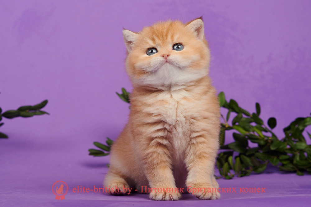 Британский котенок золотая шиншилла окраса, мальчик Theodore (Теодор), помет от 2.12.2024 золотой британец, британская кошка золотая шиншилла, британский кот шиншилла золотая, золотой тикированный британец, британец золотая шиншилла, британец золотистый, котята британские окрас золотая шиншилла, британская кошка золотая шиншилла фото, британец окрас золотая шиншилла фото, британский золотой котенок, британская золотая кошка, британские котята золотая шиншилла, британский золотистый кот, кот золотой британец, британцы окрас золотой, британцы окрас золотая шиншилла, котята британцы золотая шиншилла, золотистые британские котята, британские котята золотого окраса, британцы золотая шиншилла фото, золотой окрас британских кошек, британцы золотого окраса, британские котята золотого окраса, британец окрас золотая шиншилла, британские котята окраса золотая шиншилла, питомник британских кошек золотых окрасов, британец окрас золотая шиншилла фото, затушеванный британец