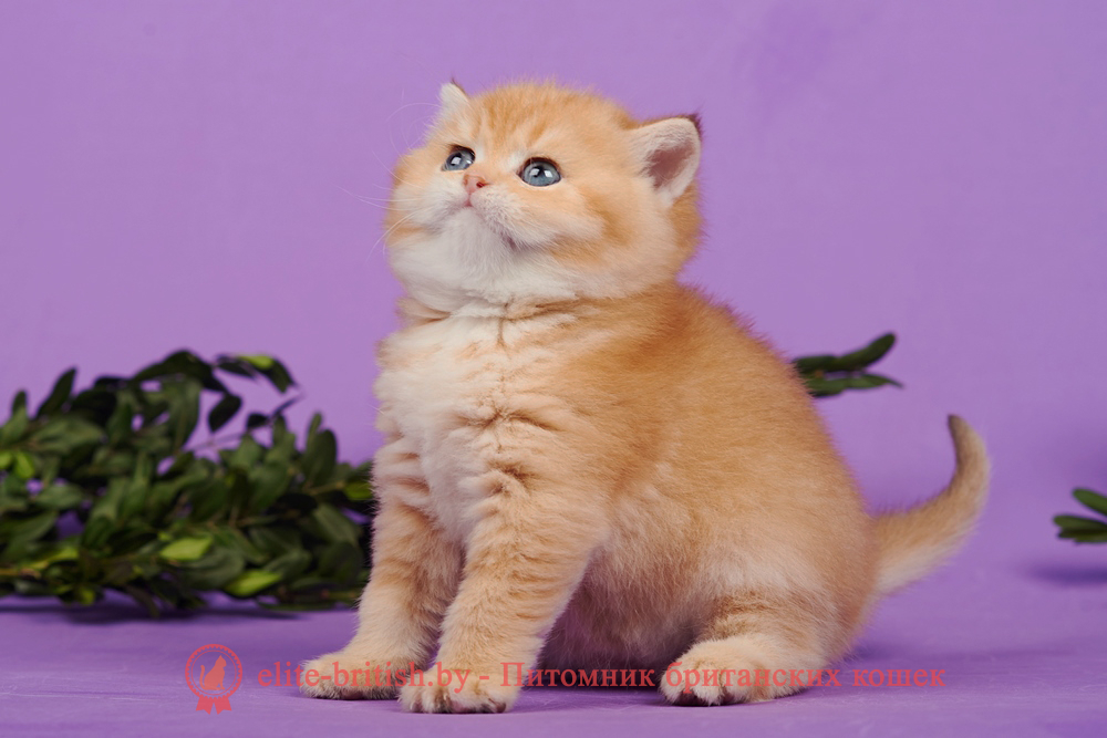 Британский котенок золотая шиншилла окраса, мальчик Theodore (Теодор), помет от 2.12.2024 золотой британец, британская кошка золотая шиншилла, британский кот шиншилла золотая, золотой тикированный британец, британец золотая шиншилла, британец золотистый, котята британские окрас золотая шиншилла, британская кошка золотая шиншилла фото, британец окрас золотая шиншилла фото, британский золотой котенок, британская золотая кошка, британские котята золотая шиншилла, британский золотистый кот, кот золотой британец, британцы окрас золотой, британцы окрас золотая шиншилла, котята британцы золотая шиншилла, золотистые британские котята, британские котята золотого окраса, британцы золотая шиншилла фото, золотой окрас британских кошек, британцы золотого окраса, британские котята золотого окраса, британец окрас золотая шиншилла, британские котята окраса золотая шиншилла, питомник британских кошек золотых окрасов, британец окрас золотая шиншилла фото, затушеванный британец