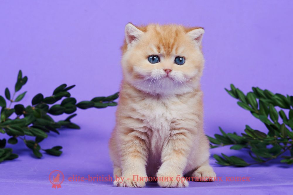 Британский котенок золотая шиншилла окраса, мальчик Theodore (Теодор), помет от 2.12.2024 золотой британец, британская кошка золотая шиншилла, британский кот шиншилла золотая, золотой тикированный британец, британец золотая шиншилла, британец золотистый, котята британские окрас золотая шиншилла, британская кошка золотая шиншилла фото, британец окрас золотая шиншилла фото, британский золотой котенок, британская золотая кошка, британские котята золотая шиншилла, британский золотистый кот, кот золотой британец, британцы окрас золотой, британцы окрас золотая шиншилла, котята британцы золотая шиншилла, золотистые британские котята, британские котята золотого окраса, британцы золотая шиншилла фото, золотой окрас британских кошек, британцы золотого окраса, британские котята золотого окраса, британец окрас золотая шиншилла, британские котята окраса золотая шиншилла, питомник британских кошек золотых окрасов, британец окрас золотая шиншилла фото, затушеванный британец