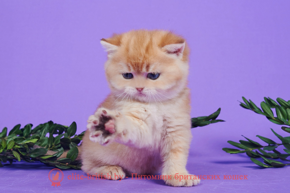 Британский котенок золотая шиншилла окраса, мальчик Theodore (Теодор), помет от 2.12.2024 золотой британец, британская кошка золотая шиншилла, британский кот шиншилла золотая, золотой тикированный британец, британец золотая шиншилла, британец золотистый, котята британские окрас золотая шиншилла, британская кошка золотая шиншилла фото, британец окрас золотая шиншилла фото, британский золотой котенок, британская золотая кошка, британские котята золотая шиншилла, британский золотистый кот, кот золотой британец, британцы окрас золотой, британцы окрас золотая шиншилла, котята британцы золотая шиншилла, золотистые британские котята, британские котята золотого окраса, британцы золотая шиншилла фото, золотой окрас британских кошек, британцы золотого окраса, британские котята золотого окраса, британец окрас золотая шиншилла, британские котята окраса золотая шиншилла, питомник британских кошек золотых окрасов, британец окрас золотая шиншилла фото, затушеванный британец