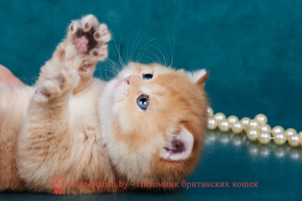 Британский котенок золотая шиншилла окраса, мальчик Theodore (Теодор), помет от 2.12.2024 золотой британец, британская кошка золотая шиншилла, британский кот шиншилла золотая, золотой тикированный британец, британец золотая шиншилла, британец золотистый, котята британские окрас золотая шиншилла, британская кошка золотая шиншилла фото, британец окрас золотая шиншилла фото, британский золотой котенок, британская золотая кошка, британские котята золотая шиншилла, британский золотистый кот, кот золотой британец, британцы окрас золотой, британцы окрас золотая шиншилла, котята британцы золотая шиншилла, золотистые британские котята, британские котята золотого окраса, британцы золотая шиншилла фото, золотой окрас британских кошек, британцы золотого окраса, британские котята золотого окраса, британец окрас золотая шиншилла, британские котята окраса золотая шиншилла, питомник британских кошек золотых окрасов, британец окрас золотая шиншилла фото, затушеванный британец