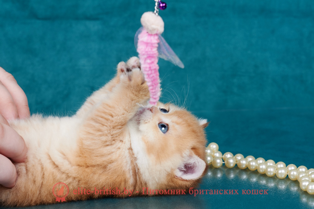 Британский котенок золотая шиншилла окраса, мальчик Theodore (Теодор), помет от 2.12.2024 золотой британец, британская кошка золотая шиншилла, британский кот шиншилла золотая, золотой тикированный британец, британец золотая шиншилла, британец золотистый, котята британские окрас золотая шиншилла, британская кошка золотая шиншилла фото, британец окрас золотая шиншилла фото, британский золотой котенок, британская золотая кошка, британские котята золотая шиншилла, британский золотистый кот, кот золотой британец, британцы окрас золотой, британцы окрас золотая шиншилла, котята британцы золотая шиншилла, золотистые британские котята, британские котята золотого окраса, британцы золотая шиншилла фото, золотой окрас британских кошек, британцы золотого окраса, британские котята золотого окраса, британец окрас золотая шиншилла, британские котята окраса золотая шиншилла, питомник британских кошек золотых окрасов, британец окрас золотая шиншилла фото, затушеванный британец