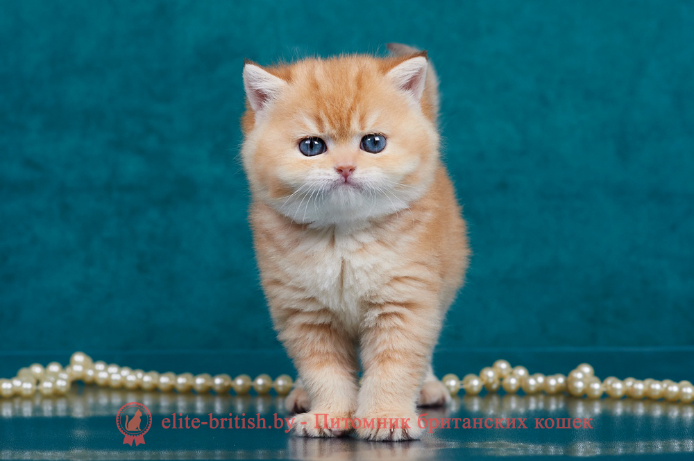 Британский котенок золотая шиншилла окраса, мальчик Theodore (Теодор), помет от 2.12.2024 золотой британец, британская кошка золотая шиншилла, британский кот шиншилла золотая, золотой тикированный британец, британец золотая шиншилла, британец золотистый, котята британские окрас золотая шиншилла, британская кошка золотая шиншилла фото, британец окрас золотая шиншилла фото, британский золотой котенок, британская золотая кошка, британские котята золотая шиншилла, британский золотистый кот, кот золотой британец, британцы окрас золотой, британцы окрас золотая шиншилла, котята британцы золотая шиншилла, золотистые британские котята, британские котята золотого окраса, британцы золотая шиншилла фото, золотой окрас британских кошек, британцы золотого окраса, британские котята золотого окраса, британец окрас золотая шиншилла, британские котята окраса золотая шиншилла, питомник британских кошек золотых окрасов, британец окрас золотая шиншилла фото, затушеванный британец