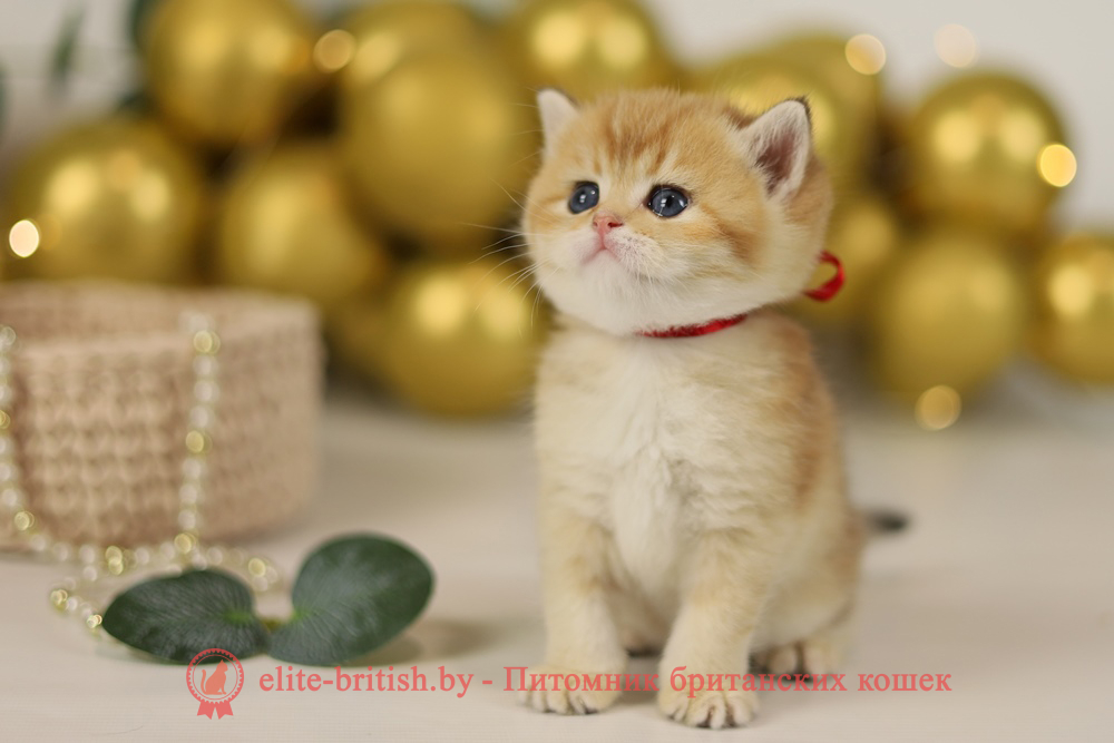 золотой британец, британская кошка золотая шиншилла, британский кот шиншилла золотая, золотой тикированный британец, британец золотая шиншилла, британец золотистый, котята британские окрас золотая шиншилла, британская кошка золотая шиншилла фото, британец окрас золотая шиншилла фото, британский золотой котенок, британская золотая кошка, британские котята золотая шиншилла, британский золотистый кот, кот золотой британец, британцы окрас золотой, британцы окрас золотая шиншилла, котята британцы золотая шиншилла, золотистые британские котята, британские котята золотого окраса, британцы золотая шиншилла фото, золотой окрас британских кошек, британцы золотого окраса, британские котята золотого окраса, британец окрас золотая шиншилла, британские котята окраса золотая шиншилла, питомник британских кошек золотых окрасов, британец окрас золотая шиншилла фото, затушеванный британец