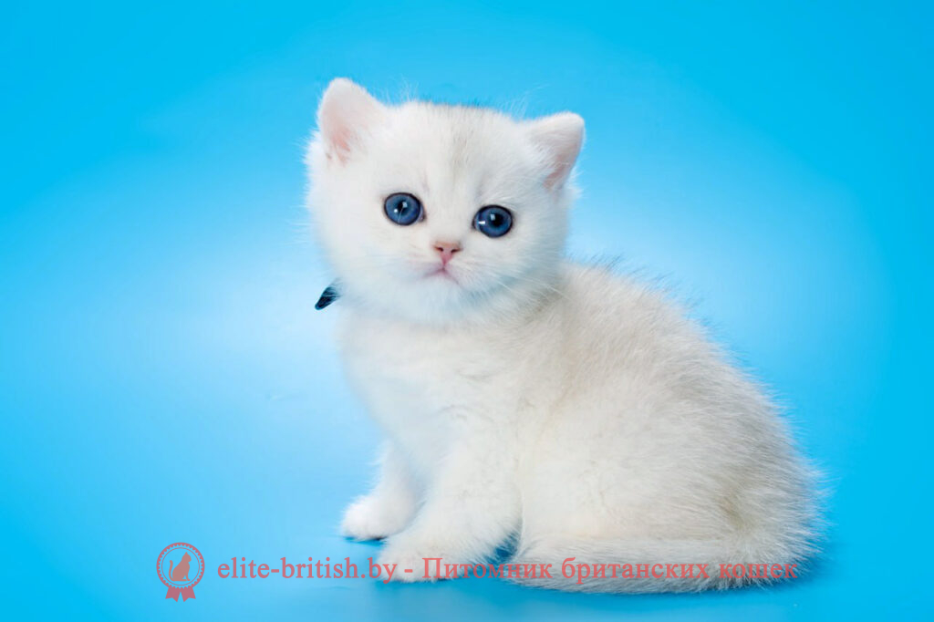 Британский котенок окраса серебристая шиншилла, мальчик Henry (Генри), помет от 20.11.2024 британский кот серебристый, серебристый британец фото, серебристые британцы, британские серебристые котята, затушеванный британец, серебристый затушеванный британец, кошки британские серебристые, британская короткошерстная окраса серебро, британцы серебристая шиншилла, котята британские серебристые шиншиллы, британский кот серебристая шиншилла, британские кошки серебристая шиншилла, британская окрас серебристая шиншилла, затушеванный британец, серебристый затушеванный британец, кошки британские серебристые, британская короткошерстная окраса серебро, британская кошка тикированная, тикированный британец