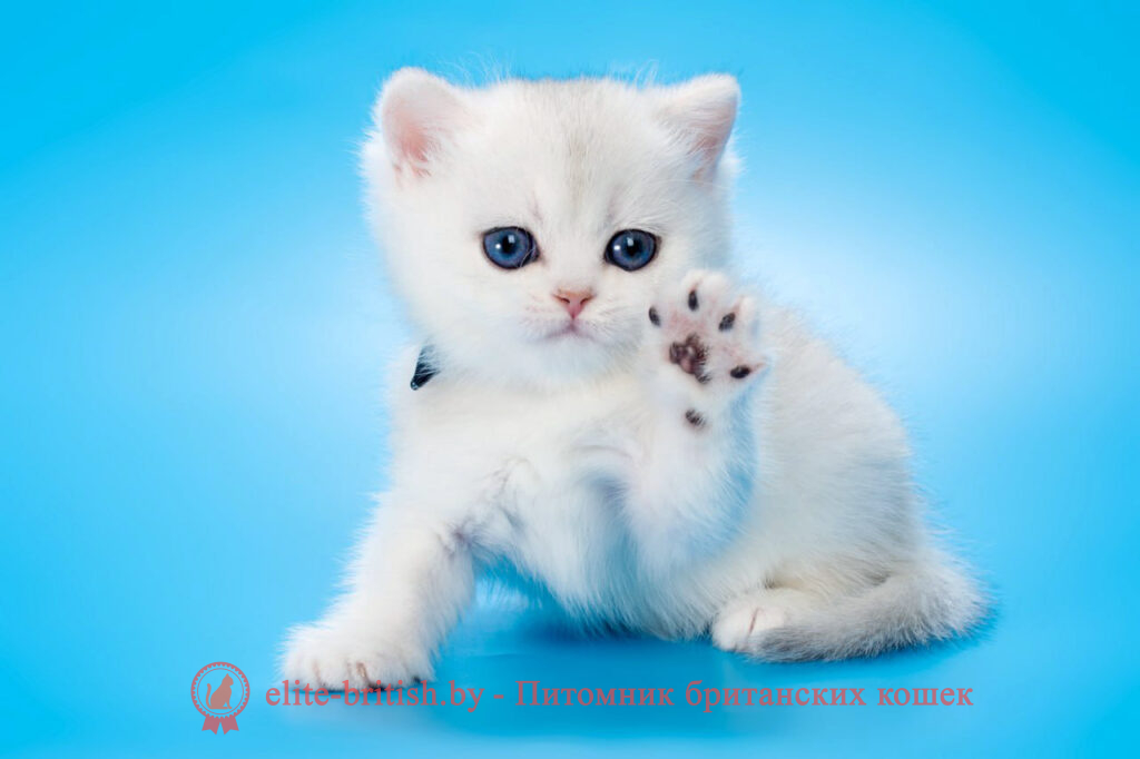 Британский котенок окраса серебристая шиншилла, мальчик Henry (Генри), помет от 20.11.2024 британский кот серебристый, серебристый британец фото, серебристые британцы, британские серебристые котята, затушеванный британец, серебристый затушеванный британец, кошки британские серебристые, британская короткошерстная окраса серебро, британцы серебристая шиншилла, котята британские серебристые шиншиллы, британский кот серебристая шиншилла, британские кошки серебристая шиншилла, британская окрас серебристая шиншилла, затушеванный британец, серебристый затушеванный британец, кошки британские серебристые, британская короткошерстная окраса серебро, британская кошка тикированная, тикированный британец