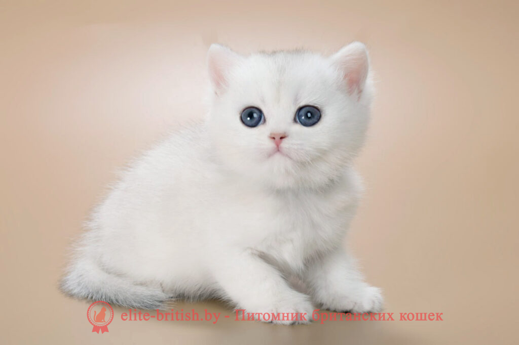 Британский котенок окраса серебристая шиншилла, мальчик Henry (Генри), помет от 20.11.2024 британский кот серебристый, серебристый британец фото, серебристые британцы, британские серебристые котята, затушеванный британец, серебристый затушеванный британец, кошки британские серебристые, британская короткошерстная окраса серебро, британцы серебристая шиншилла, котята британские серебристые шиншиллы, британский кот серебристая шиншилла, британские кошки серебристая шиншилла, британская окрас серебристая шиншилла, затушеванный британец, серебристый затушеванный британец, кошки британские серебристые, британская короткошерстная окраса серебро, британская кошка тикированная, тикированный британец