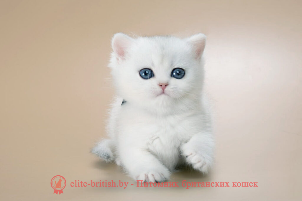 Британский котенок окраса серебристая шиншилла, мальчик Henry (Генри), помет от 20.11.2024 британский кот серебристый, серебристый британец фото, серебристые британцы, британские серебристые котята, затушеванный британец, серебристый затушеванный британец, кошки британские серебристые, британская короткошерстная окраса серебро, британцы серебристая шиншилла, котята британские серебристые шиншиллы, британский кот серебристая шиншилла, британские кошки серебристая шиншилла, британская окрас серебристая шиншилла, затушеванный британец, серебристый затушеванный британец, кошки британские серебристые, британская короткошерстная окраса серебро, британская кошка тикированная, тикированный британец