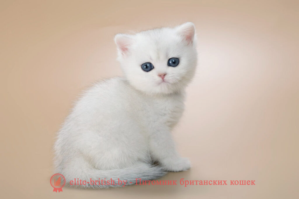 Британский котенок окраса серебристая шиншилла, мальчик Henry (Генри), помет от 20.11.2024 британский кот серебристый, серебристый британец фото, серебристые британцы, британские серебристые котята, затушеванный британец, серебристый затушеванный британец, кошки британские серебристые, британская короткошерстная окраса серебро, британцы серебристая шиншилла, котята британские серебристые шиншиллы, британский кот серебристая шиншилла, британские кошки серебристая шиншилла, британская окрас серебристая шиншилла, затушеванный британец, серебристый затушеванный британец, кошки британские серебристые, британская короткошерстная окраса серебро, британская кошка тикированная, тикированный британец