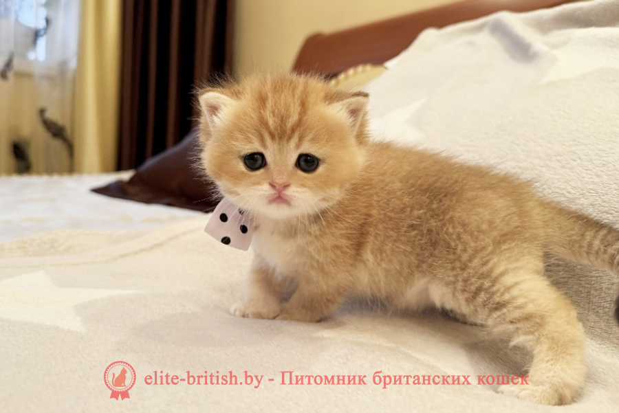 золотой британец, британская кошка золотая шиншилла, британский кот шиншилла золотая, золотой тикированный британец, британец золотая шиншилла, британец золотистый, котята британские окрас золотая шиншилла, британская кошка золотая шиншилла фото, британец окрас золотая шиншилла фото, британский золотой котенок, британская золотая кошка, британские котята золотая шиншилла, британский золотистый кот, кот золотой британец, британцы окрас золотой, британцы окрас золотая шиншилла, котята британцы золотая шиншилла, золотистые британские котята, британские котята золотого окраса, британцы золотая шиншилла фото, золотой окрас британских кошек, британцы золотого окраса, британские котята золотого окраса, британец окрас золотая шиншилла, британские котята окраса золотая шиншилла, питомник британских кошек золотых окрасов, британец окрас золотая шиншилла фото, затушеванный британец