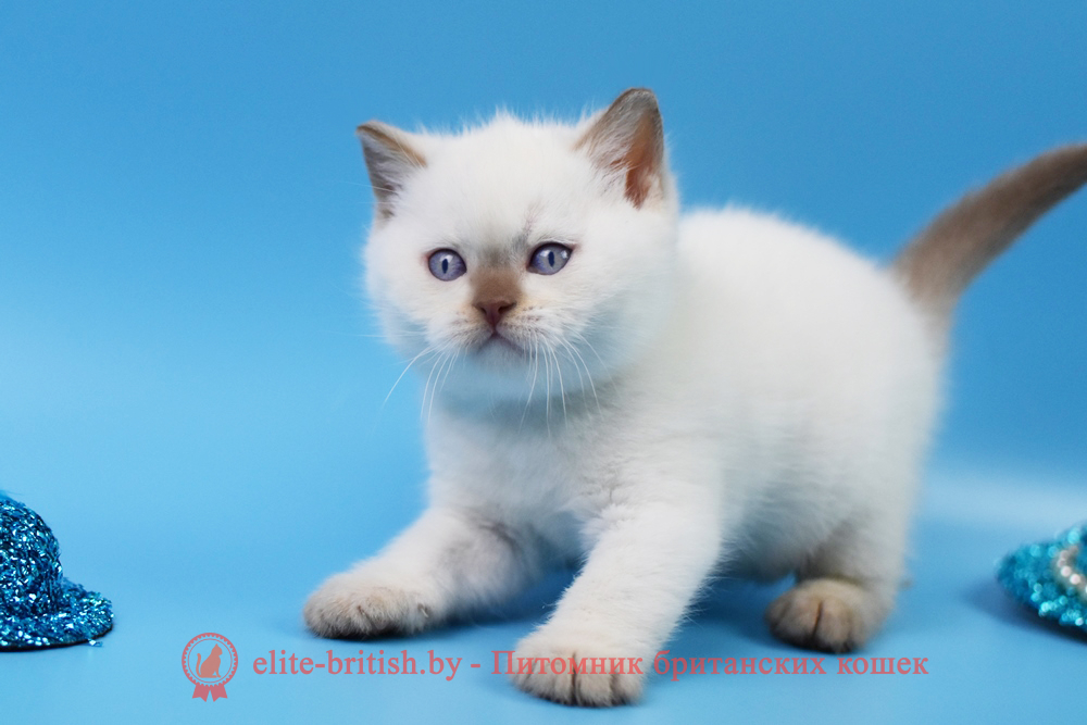 Британский котенок циннамон пойнт окраса, мальчик Harley (Харли), помет от 14.01.2025 британская кошка циннамон пойнт, британские коты колор циннамон пойнт, британский кот колор пойнт с голубыми глазами, кот колор пойнт циннамон британский фото, британская кошка колор пойнт фото, купить котенка британца окрас колор пойнт, британский котенок колор циннамон пойнт, британская кошка окраса поинт, британская короткошерстная колор пойнт, колор циннамон поинт окрас у кошек британской, британские котята колор пойнт продажа севастополь, британские котята поинт, британский кот циннамон поинт колор, британская кошка поинт, британская кошка поинт колор, кот британец колор пойнт, британская кошка окраса колор пойнт, котята британские окраса колор пойнт, британская кошка окрас пойнт, британская кошка пойнт, британские котята пойнт, британский кот поинт