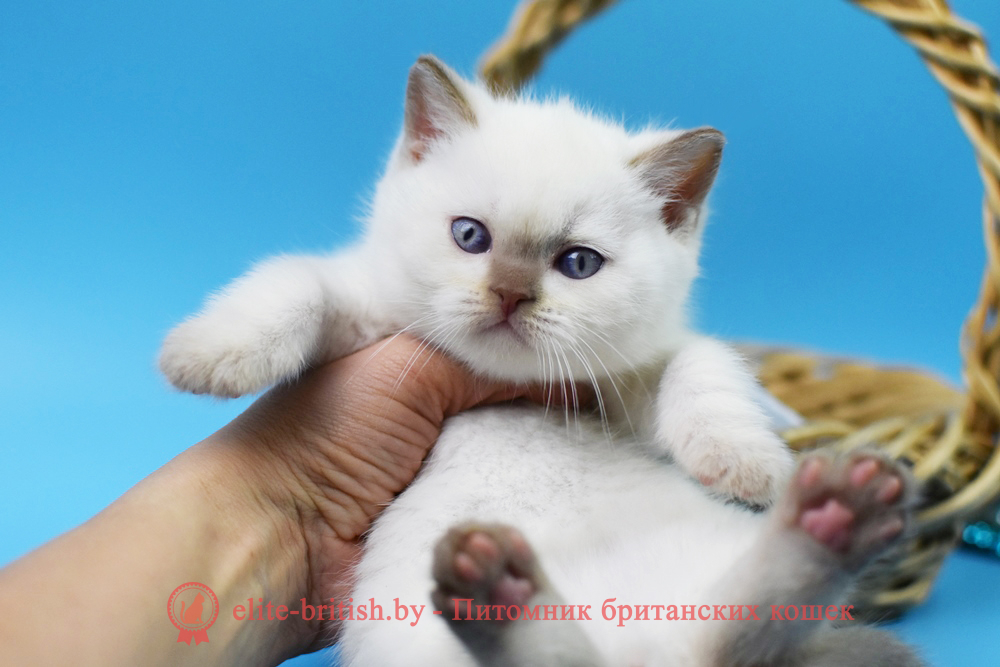 Британский котенок циннамон пойнт окраса, мальчик Harley (Харли), помет от 14.01.2025 британская кошка циннамон пойнт, британские коты колор циннамон пойнт, британский кот колор пойнт с голубыми глазами, кот колор пойнт циннамон британский фото, британская кошка колор пойнт фото, купить котенка британца окрас колор пойнт, британский котенок колор циннамон пойнт, британская кошка окраса поинт, британская короткошерстная колор пойнт, колор циннамон поинт окрас у кошек британской, британские котята колор пойнт продажа севастополь, британские котята поинт, британский кот циннамон поинт колор, британская кошка поинт, британская кошка поинт колор, кот британец колор пойнт, британская кошка окраса колор пойнт, котята британские окраса колор пойнт, британская кошка окрас пойнт, британская кошка пойнт, британские котята пойнт, британский кот поинт
