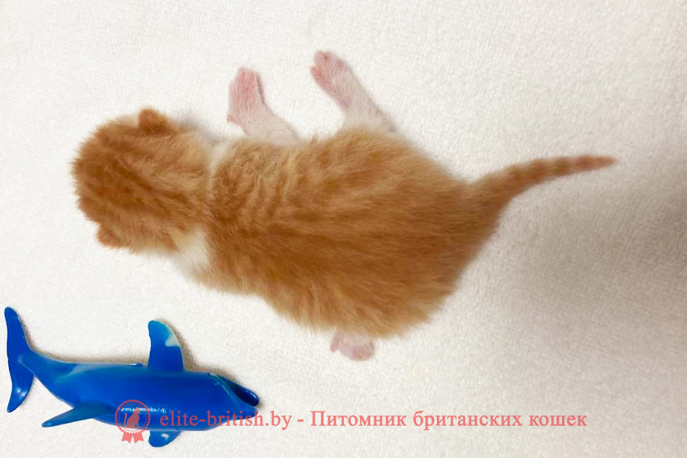 рыжий британский кот, рыжий британец фото, рыжие британские котята фото, британский кот рыжий фото, рыжий британец, британские рыжие котята, рыжий британец кот, британская кошка рыжая, котята британцы рыжие фото, британцы рыжего окраса, котенок рыжий британец, британская короткошерстная кошка рыжая, британский кот рыжего окраса, британские котята рыжего окраса, британцы красного окраса, красный британец, красные британцы, британская красная кошка, британский кот красный, красные британские коты, красный окрас британских кошек, британский кот красного окраса, красный британец фото, фото красных британцев, красный окрас британских кошек, британец красного окраса, британский кот красного окраса, британец рыжего окраса, британский кот рыжего окраса, британские котята рыжего окраса, биколор британская кошка, кот британский биколор, британский котенок биколор, голубой биколор британец, биколор британец, британские котята биколор фото, британцы биколор фото