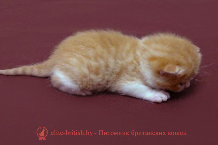 Британский котенок красный биколор окраса, мальчик, помет от 20.02.2025 рыжий британский кот, рыжий британец фото, рыжие британские котята фото, британский кот рыжий фото, рыжий британец, британские рыжие котята, рыжий британец кот, британская кошка рыжая, котята британцы рыжие фото, британцы рыжего окраса, котенок рыжий британец, британская короткошерстная кошка рыжая, британский кот рыжего окраса, британские котята рыжего окраса, британцы красного окраса, красный британец, красные британцы, британская красная кошка, британский кот красный, красные британские коты, красный окрас британских кошек, британский кот красного окраса, красный британец фото, фото красных британцев, красный окрас британских кошек, британец красного окраса, британский кот красного окраса, британец рыжего окраса, британский кот рыжего окраса, британские котята рыжего окраса, биколор британская кошка, кот британский биколор, британский котенок биколор, голубой биколор британец, биколор британец, британские котята биколор фото, британцы биколор фото