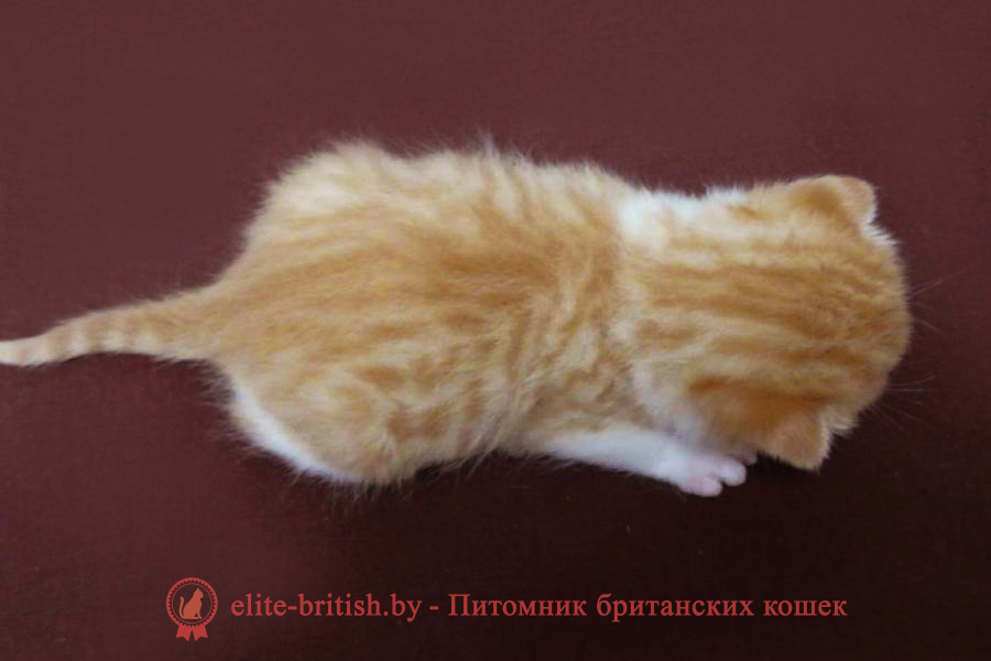 Британский котенок красный биколор окраса, мальчик, помет от 20.02.2025 рыжий британский кот, рыжий британец фото, рыжие британские котята фото, британский кот рыжий фото, рыжий британец, британские рыжие котята, рыжий британец кот, британская кошка рыжая, котята британцы рыжие фото, британцы рыжего окраса, котенок рыжий британец, британская короткошерстная кошка рыжая, британский кот рыжего окраса, британские котята рыжего окраса, британцы красного окраса, красный британец, красные британцы, британская красная кошка, британский кот красный, красные британские коты, красный окрас британских кошек, британский кот красного окраса, красный британец фото, фото красных британцев, красный окрас британских кошек, британец красного окраса, британский кот красного окраса, британец рыжего окраса, британский кот рыжего окраса, британские котята рыжего окраса, биколор британская кошка, кот британский биколор, британский котенок биколор, голубой биколор британец, биколор британец, британские котята биколор фото, британцы биколор фото