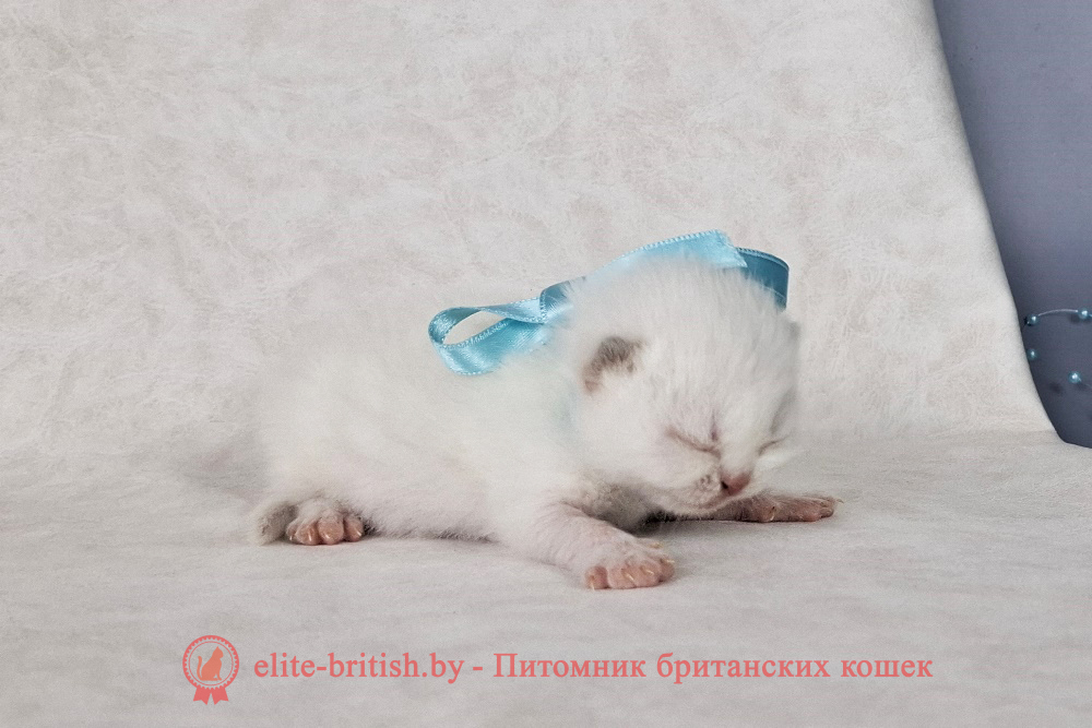 Британский котенок пойнт окраса, мальчик Mike (Майк), помет от 29.03.2025 британский кот блю поинт, британец колор поинт, британская кошка поинт колор, ританский кот поинт, британские котята поинт, британские котята блю поинт, ританские котята колор поинт, блю поинт британец, британцы лилак поинт, британец поинт, британские котята сил поинт, британские кошки блю поинт, британские котята окраса блю поинт, британец блю поинт фото, британец колор поинт фото, британская кошка колор поинт фото, блю пойнт британские кошки, британские кошки колор пойнт, блю пойнт британские котята, блю пойнт британцы, колор пойнт британец, кот британский колор пойнт, британские котята колор пойнт