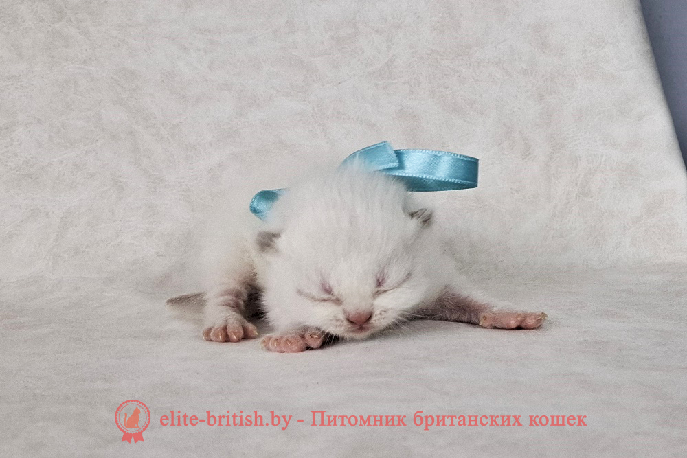 Британский котенок пойнт окраса, мальчик Mike (Майк), помет от 29.03.2025 британский кот блю поинт, британец колор поинт, британская кошка поинт колор, ританский кот поинт, британские котята поинт, британские котята блю поинт, ританские котята колор поинт, блю поинт британец, британцы лилак поинт, британец поинт, британские котята сил поинт, британские кошки блю поинт, британские котята окраса блю поинт, британец блю поинт фото, британец колор поинт фото, британская кошка колор поинт фото, блю пойнт британские кошки, британские кошки колор пойнт, блю пойнт британские котята, блю пойнт британцы, колор пойнт британец, кот британский колор пойнт, британские котята колор пойнт