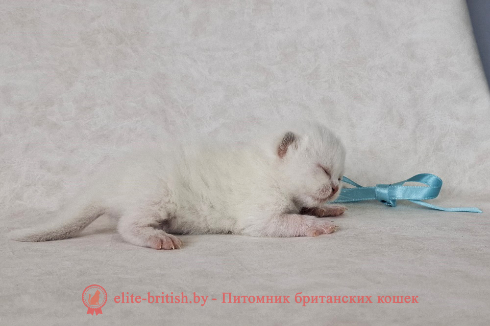 Британский котенок пойнт окраса, мальчик Mike (Майк), помет от 29.03.2025 британский кот блю поинт, британец колор поинт, британская кошка поинт колор, ританский кот поинт, британские котята поинт, британские котята блю поинт, ританские котята колор поинт, блю поинт британец, британцы лилак поинт, британец поинт, британские котята сил поинт, британские кошки блю поинт, британские котята окраса блю поинт, британец блю поинт фото, британец колор поинт фото, британская кошка колор поинт фото, блю пойнт британские кошки, британские кошки колор пойнт, блю пойнт британские котята, блю пойнт британцы, колор пойнт британец, кот британский колор пойнт, британские котята колор пойнт