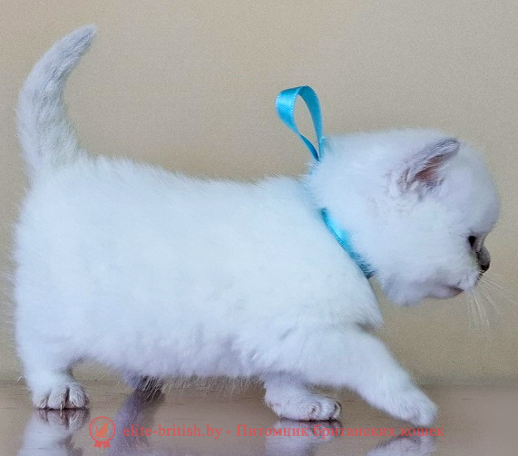 купить британского котенка, купить британца, британский кот лилак  поинт, британец колор поинт, британская кошка поинт колор, британский кот поинт, британские котята поинт, британские котята лиловый поинт, ританские котята колор поинт, лилак  поинт британец, британцы лилак поинт, британец поинт, британские котята сил поинт, британские кошки лиловый поинт, британские котята окраса лилак  поинт, британец блю поинт фото, британец колор поинт фото, британская кошка колор поинт фото, лиловый пойнт британские кошки, британские кошки колор пойнт, лиловый пойнт британские котята, лилак  пойнт британцы, колор пойнт британец, кот британский колор пойнт, британские котята колор пойнт