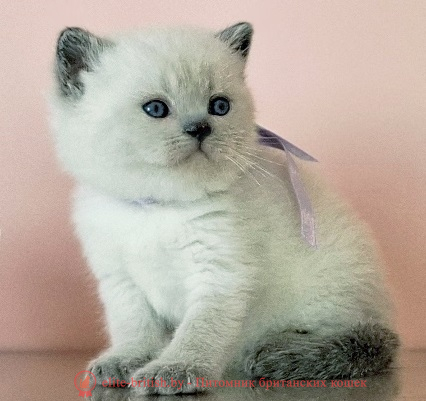 купить британского котенка, купить британца, британский кот блю поинт, британец колор поинт, британская кошка поинт колор, ританский кот поинт, британские котята поинт, британские котята блю поинт, ританские котята колор поинт, блю поинт британец, британцы лилак поинт, британец поинт, британские котята сил поинт, британские кошки блю поинт, британские котята окраса блю поинт, британец блю поинт фото, британец колор поинт фото, британская кошка колор поинт фото, блю пойнт британские кошки, британские кошки колор пойнт, блю пойнт британские котята, блю пойнт британцы, колор пойнт британец, кот британский колор пойнт, британские котята колор пойнт