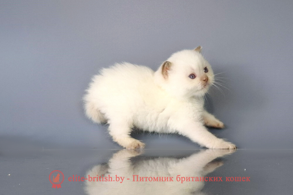 Британский котенок пойнт окраса, мальчик Mike (Майк), помет от 29.03.2025 британский кот шоколадный поинт, британец колор поинт, британская кошка поинт колор, британский кот поинт, британские котята поинт, британские котята шоколадныйпоинт, британские котята колор поинт, шокопоинт британец, британцы лилак поинт, британец поинт, британские котята сил поинт, британские кошки шоко поинт, британские котята окраса блю поинт, британец блю поинт фото, британец колор поинт фото, британская кошка колор поинт фото, блю пойнт британские кошки, британские кошки колор пойнт, блю пойнт британские котята, блю пойнт британцы, колор пойнт британец, кот британский колор пойнт, британские котята колор пойнт