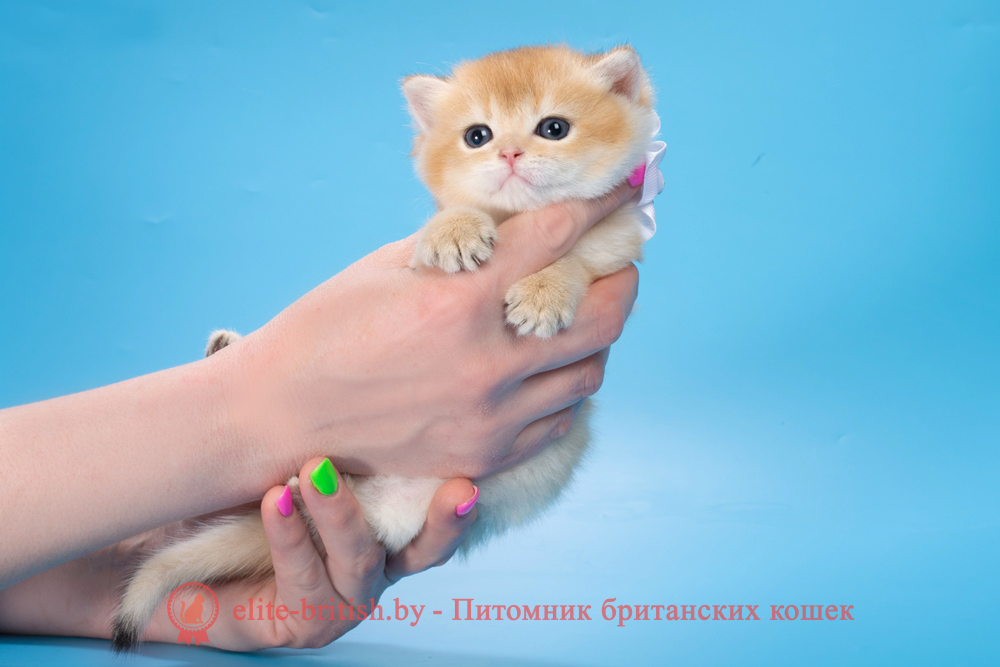 Британский котенок окраса золотая шиншилла, девочка Madlen (Мадлен), помет от 19.03.2025 золотые британцы фото, золотой британец, британская кошка золотая шиншилла, британский кот шиншилла золотая, золотой тикированный британец, британец золотая шиншилла, британец золотистый, котята британские окрас золотая шиншилла, британская кошка золотая шиншилла фото, британец окрас золотая шиншилла фото, британский золотой котенок, длинношерстная британская золотая кошка, британские котята золотая шиншилла, британский золотистый кот, кот золотой британец , британцы окрас золотой, британцы окрас золотая шиншилла, котята британцы золотая шиншилла, золотистые британские котята, британские котята золотого окраса, британцы золотая шиншилла фото, золотой окрас британских кошек, британцы золотого окраса, британские котята золотого окраса, британец окрас золотая шиншилла