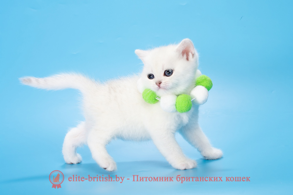 Британский котенок окраса серебристая шиншилла, девочка Lamia (Ламия), помет от 19.03.2025 британский кот серебристый, серебристый британец фото, серебристые британцы, британские серебристые котята, затушеванный британец, серебристый затушеванный британец, кошки британские серебристые, британская короткошерстная окраса серебро, британцы серебристая шиншилла, котята британские серебристые шиншиллы, британский кот серебристая шиншилла, британские кошки серебристая шиншилла, британская окрас серебристая шиншилла, затушеванный британец, серебристый затушеванный британец, кошки британские серебристые, британская короткошерстная окраса серебро, британская кошка тикированная, тикированный британец