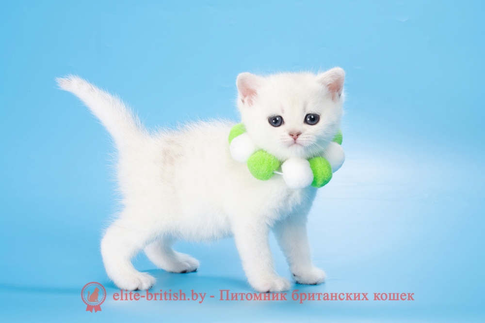 Британский котенок окраса серебристая шиншилла, девочка Lamia (Ламия), помет от 19.03.2025 британский кот серебристый, серебристый британец фото, серебристые британцы, британские серебристые котята, затушеванный британец, серебристый затушеванный британец, кошки британские серебристые, британская короткошерстная окраса серебро, британцы серебристая шиншилла, котята британские серебристые шиншиллы, британский кот серебристая шиншилла, британские кошки серебристая шиншилла, британская окрас серебристая шиншилла, затушеванный британец, серебристый затушеванный британец, кошки британские серебристые, британская короткошерстная окраса серебро, британская кошка тикированная, тикированный британец
