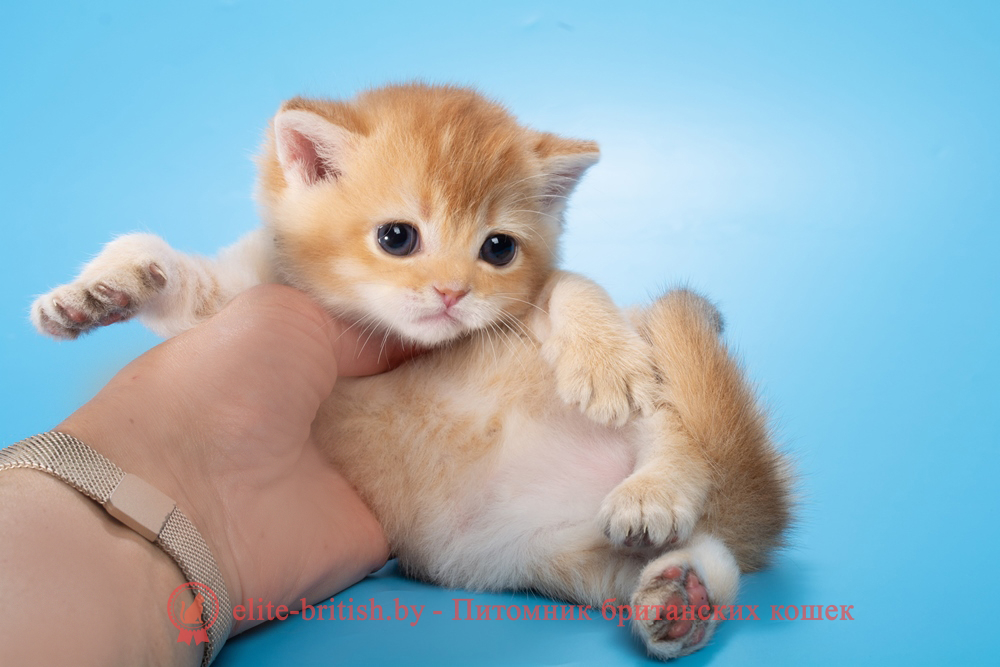 Британский котенок окраса золотая шиншилла, мальчик Michael (Майкл), помет от 19.03.2025 шоколадное золото, британский шоколадный золотой котенок, золотой британец, британская кошка золотая шиншилла, британский кот шиншилла золотая, золотой тикированный британец, британец золотая шиншилла, британец золотистый, котята британские окрас золотая шиншилла, британская кошка золотая шиншилла фото, британец окрас золотая шиншилла фото, британский золотой котенок, длинношерстная британская золотая кошка, британские котята золотая шиншилла, британский золотистый кот, кот золотой британец , британцы окрас золотой, британцы окрас золотая шиншилла, котята британцы золотая шиншилла, золотистые британские котята, британские котята золотого окраса, британцы золотая шиншилла фото, золотой окрас британских кошек, британцы золотого окраса, британские котята золотого окраса, британец окрас золотая шиншилла, британские котята окраса золотая шиншилла, британская короткошерстная окраса золото