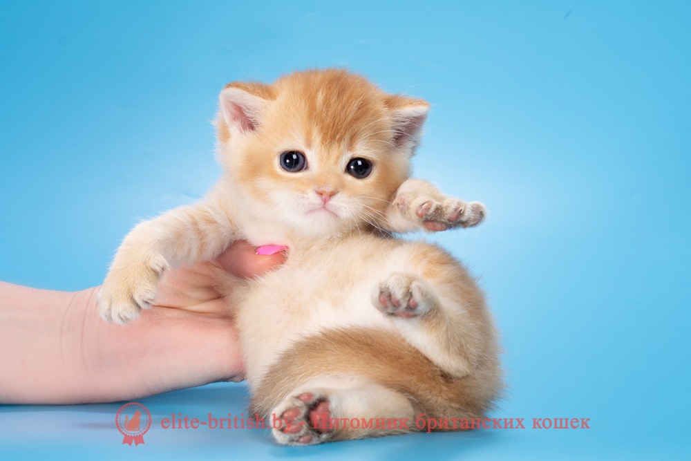 Британский котенок окраса золотая шиншилла, мальчик Michael (Майкл), помет от 19.03.2025 шоколадное золото, британский шоколадный золотой котенок, золотой британец, британская кошка золотая шиншилла, британский кот шиншилла золотая, золотой тикированный британец, британец золотая шиншилла, британец золотистый, котята британские окрас золотая шиншилла, британская кошка золотая шиншилла фото, британец окрас золотая шиншилла фото, британский золотой котенок, длинношерстная британская золотая кошка, британские котята золотая шиншилла, британский золотистый кот, кот золотой британец , британцы окрас золотой, британцы окрас золотая шиншилла, котята британцы золотая шиншилла, золотистые британские котята, британские котята золотого окраса, британцы золотая шиншилла фото, золотой окрас британских кошек, британцы золотого окраса, британские котята золотого окраса, британец окрас золотая шиншилла, британские котята окраса золотая шиншилла, британская короткошерстная окраса золото