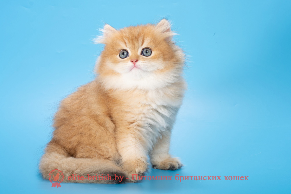 Британский длинношерстный котенок окраса золотая шиншилла, мальчик Klaus (Клаус), помет от 20.02.2025 золотые британцы фото, золотой британец, британская кошка золотая шиншилла, британский кот шиншилла золотая, золотой тикированный британец, британец золотая шиншилла, британец золотистый, котята британские окрас золотая шиншилла, британская кошка золотая шиншилла фото, британец окрас золотая шиншилла фото, британский золотой котенок, длинношерстная британская золотая кошка, британские котята золотая шиншилла, британский золотистый кот, кот золотой британец , британцы окрас золотой, британцы окрас золотая шиншилла, котята британцы золотая шиншилла, золотистые британские котята, британские котята золотого окраса, британцы золотая шиншилла фото, золотой окрас британских кошек, британцы золотого окраса, британские котята золотого окраса, британец окрас золотая шиншилла