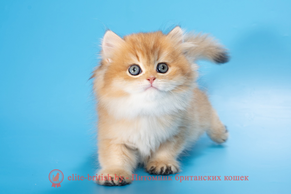 Британский длинношерстный котенок окраса золотая шиншилла, мальчик Klaus (Клаус), помет от 20.02.2025 золотые британцы фото, золотой британец, британская кошка золотая шиншилла, британский кот шиншилла золотая, золотой тикированный британец, британец золотая шиншилла, британец золотистый, котята британские окрас золотая шиншилла, британская кошка золотая шиншилла фото, британец окрас золотая шиншилла фото, британский золотой котенок, длинношерстная британская золотая кошка, британские котята золотая шиншилла, британский золотистый кот, кот золотой британец , британцы окрас золотой, британцы окрас золотая шиншилла, котята британцы золотая шиншилла, золотистые британские котята, британские котята золотого окраса, британцы золотая шиншилла фото, золотой окрас британских кошек, британцы золотого окраса, британские котята золотого окраса, британец окрас золотая шиншилла